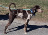 Louie: at the shelter