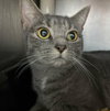 Pebble: At shelter