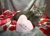 Pebble: Not at Shelter (Faith)