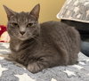 Pebble: Not at Shelter (Faith)