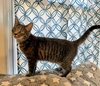 Pebble: Not at Shelter (Faith)