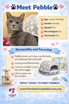 Pebble: Not at Shelter (Faith)