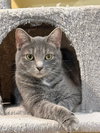 Pebble: Not at Shelter (Faith)