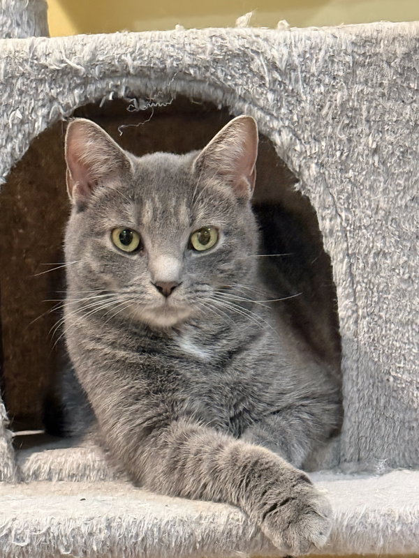 Pebble: Not at Shelter (Faith)
