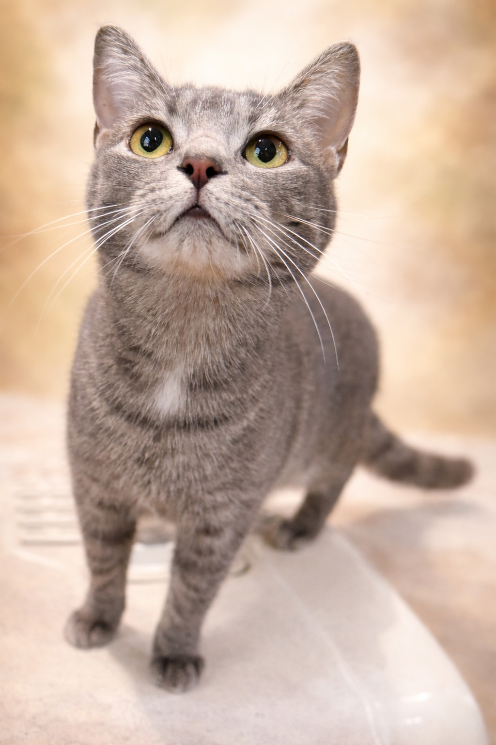 Pebble: Visit at Lynchburg Petsmart Image