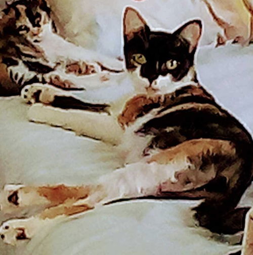 picture of the cat needing adoption