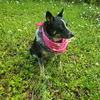 Bluey: Not at shelter (Dianne)