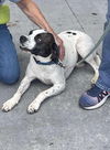 Nellie: Not at shelter (Ron)