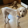 Lane: Not at shelter (Dee)