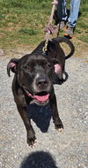 Sienna: At shelter