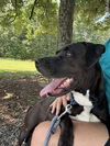 Sienna: At shelter