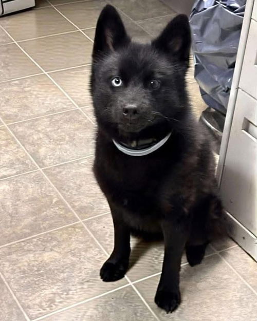 Dobby (Eli) - Not at shelter
