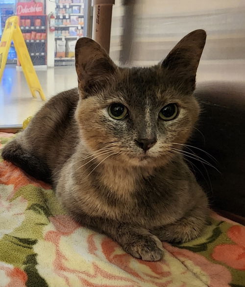 Marie Curie: Visit at Lynchburg Petsmart