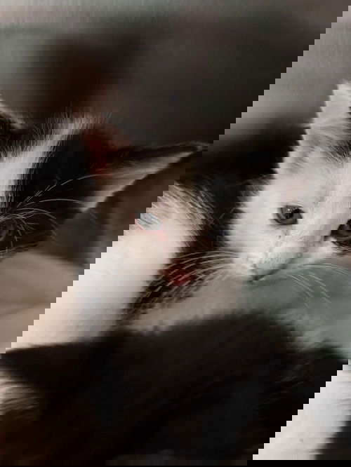 Desiree - at shelter - Litter of 8