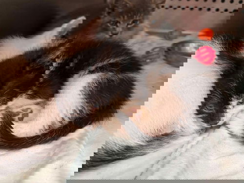 Nora - At shelter - Litter of 8