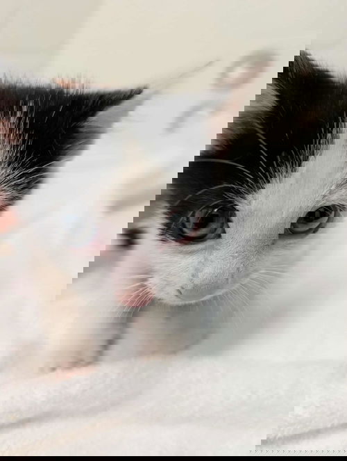 Ben - At shelter - Litter of 8