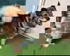 Cody: Not At shelter (Dora)