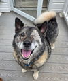Cody: Not At shelter (Dora)