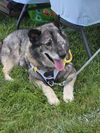 Cody: Not At shelter (Dora)