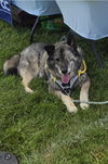 Cody: Not At shelter (Dora)
