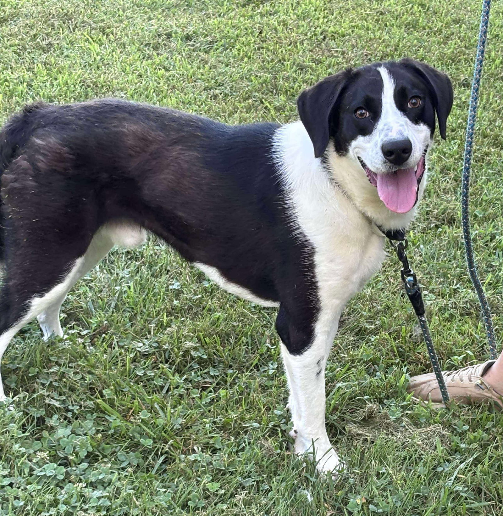 adoptable Dog in Rustburg, VA named Semi: At shelter