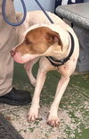 Phantom - At shelter available 5/13