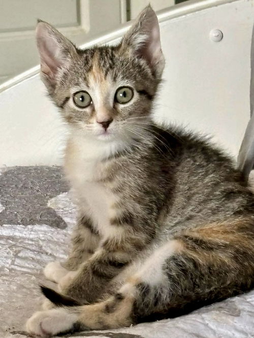 Virginia: Not at shelter (Kristy)