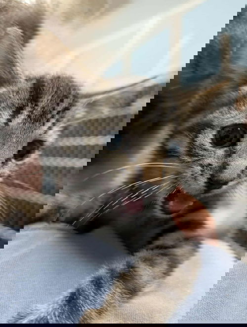 Tabatina - At shelter