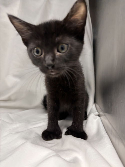 Raven: At shelter