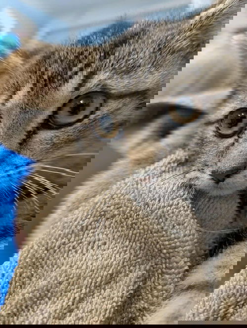 Penny - At shelter