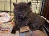 Cashmere: Not At shelter (Barbe)