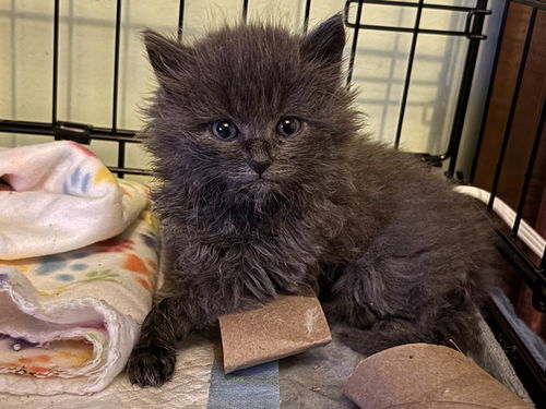 picture of the cat needing adoption