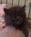Cashmere: Not At shelter (Barbe)