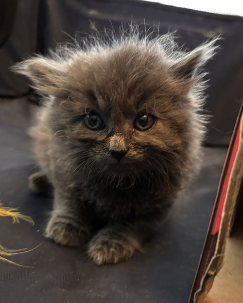 Cashmere: Not At shelter (Barbe)