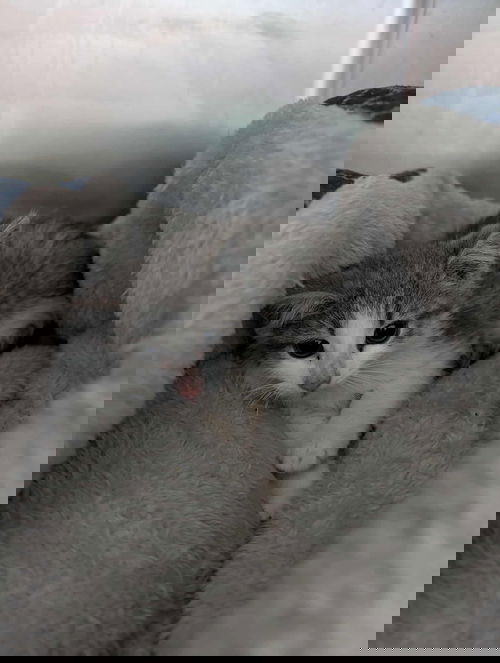 Track Star - At shelter
