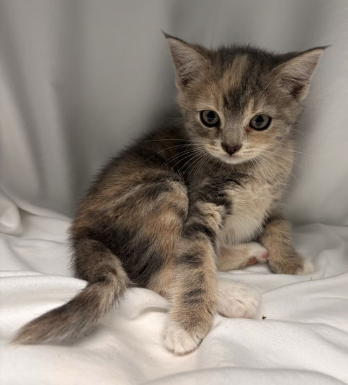 Kira: At shelter
