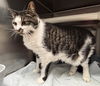 Serendipity: At shelter