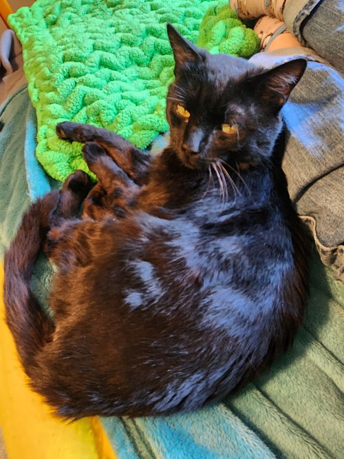 Yancey: Not at the shelter ((Pat)