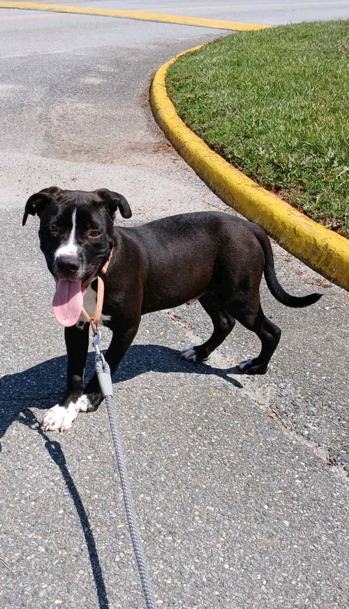 Meade - At shelter available 5/20