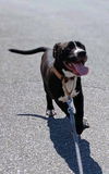 Meade - At shelter available 5/20
