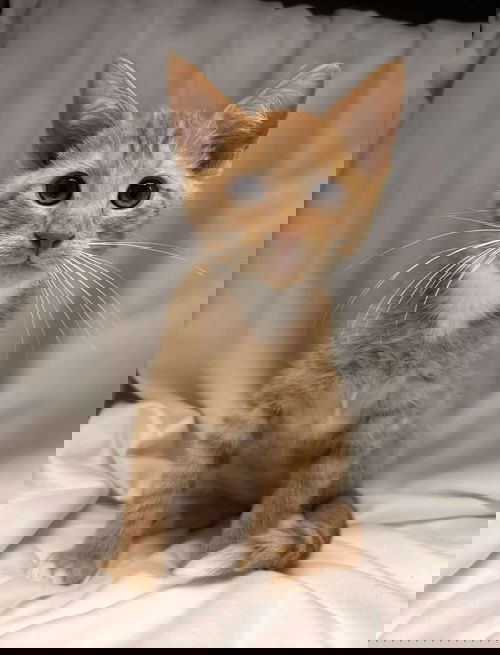 Apricot: Visit At Petsmart Lynchburg