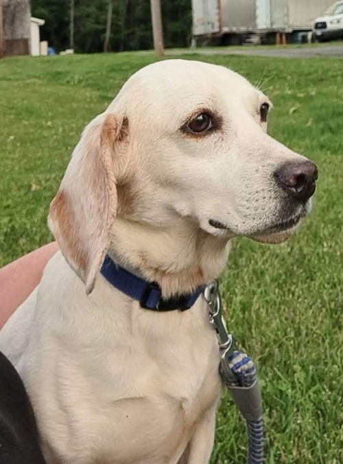 Birdie - Not at shelter (Kendra)