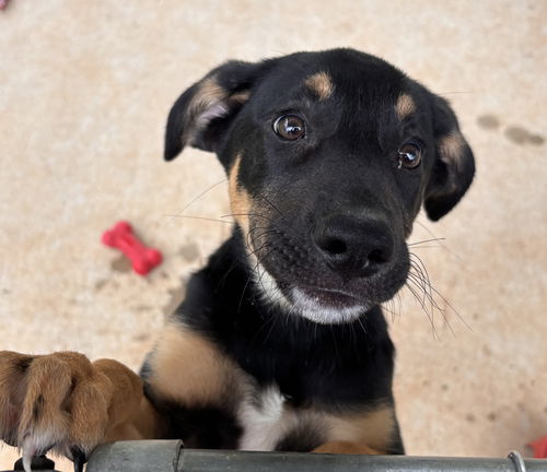 Bandit: At shelter