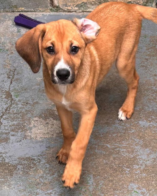 Mr Man - At shelter