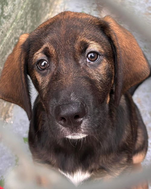 Cutie - At shelter