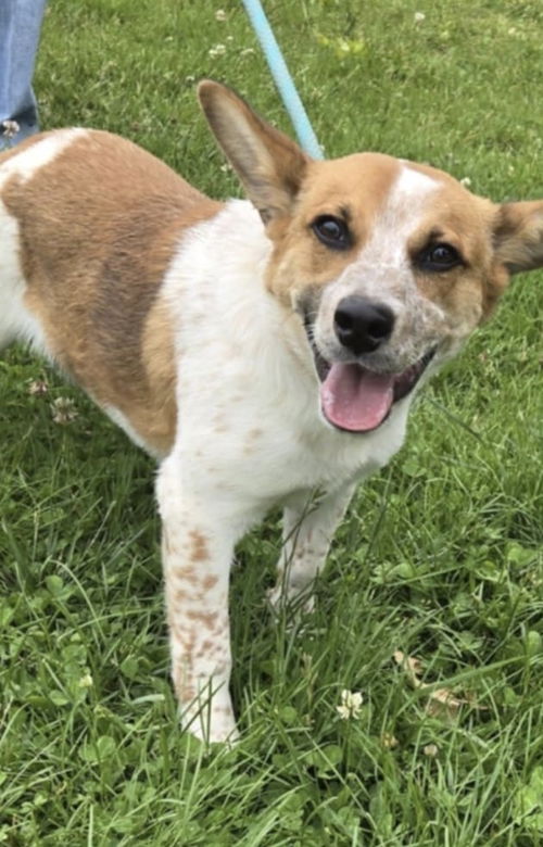 Thistle - At shelter available 5/28