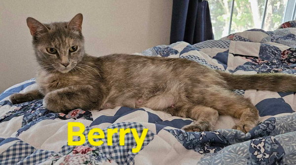Berry: Not at shelter (Kendra)