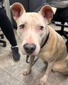 Olive: At shelter-Sponsored
