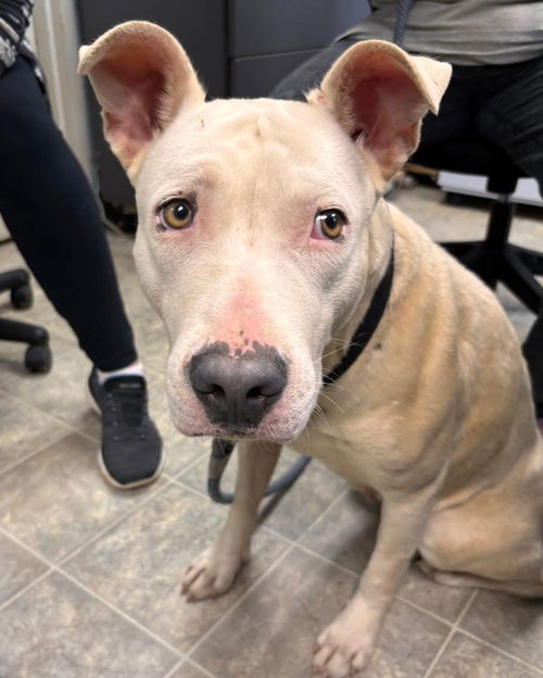 Olive - At shelter available 5/26