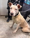Olive - At shelter available 5/26